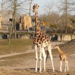 Dierentuin Wildlands Emmen